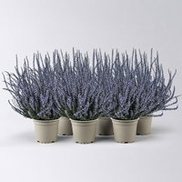 Knospenheide 'Picasso', lila gefärbt, Topf-Ø 12 cm, 6 Pflanzen Knospenheide 'Picasso', lila gefärbt, Topf-Ø 12 cm, 6 Pflanzen