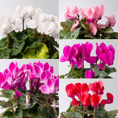 Alpenveilchen Mix, Farbe zufällig, Topf-Ø 10,5 cm, Höhe ca. 23 cm, 8 Pflanzen