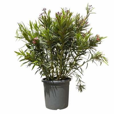 Oleander 'Trio', bunt, Topf-Ø 33 cm, Höhe ca. 100cm