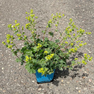 Bio Zwerg-Frauenmantel, grün-gelb, Topf 9x9 cm, 3 Pflanzen