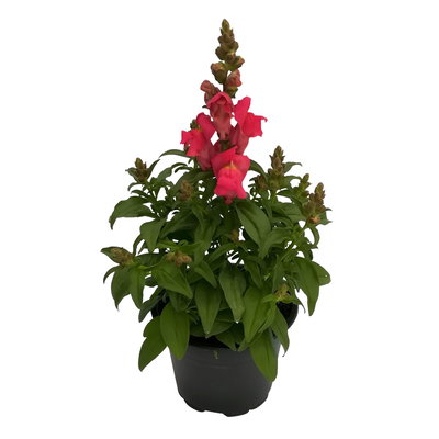 Löwenmäulchen rosa-pink, Topf 12 cm Ø, 6 Stück