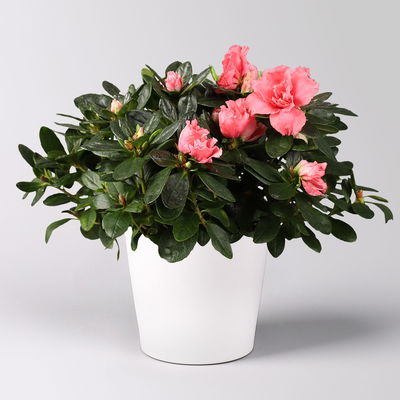 Azalee lachs gefüllt mit Keramiktopf Dallas weiß, Topf-Ø 12 cm, 3er-Set