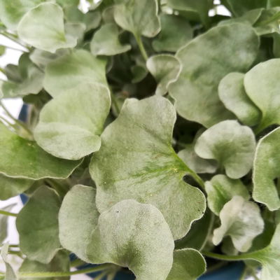 Silberregen, silbergrau, Topf-Ø 12 cm, 6 Pflanzen