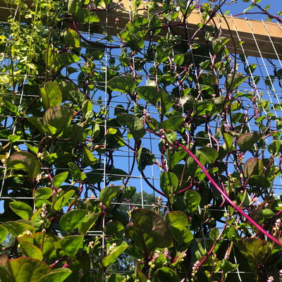 Blu Bio Malabarspinat, Topf-Ø 12 cm, 6er Set