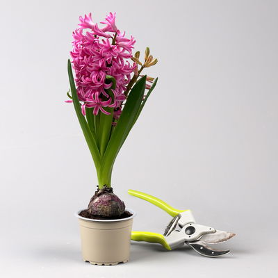 Hyazinthe rosa, vorgetrieben, Topf-Ø 9 cm, 9 Pflanzen