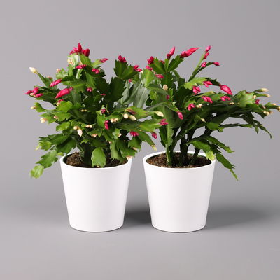 Weihnachtskaktus 'Duo', 2 Farben, mit Übertopf weiß, Topf-Ø 12 cm, 2 Pflanzen