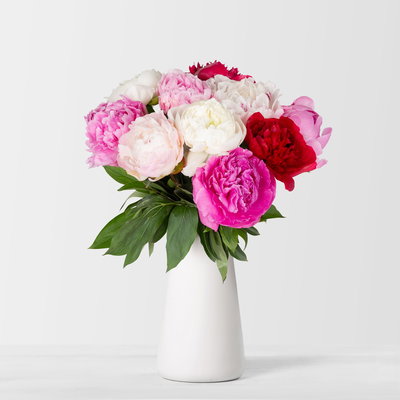 10 Pfingstrosen, rot, rosa & weiß