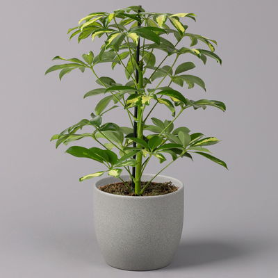 Strahlenaralie 'Gerda', Topf-Ø 13 cm, Höhe ca. 55 cm, 3er-Set