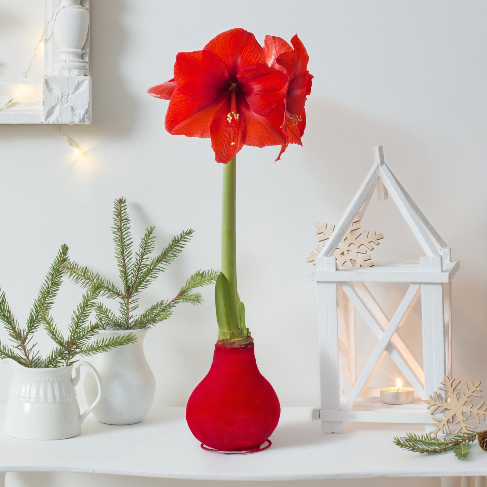 Amaryllis in Wachs XL, Dekor 'Velvet Rot', Blüte rot Amaryllis in Wachs XL, Dekor 'Velvet Rot', Blüte rot