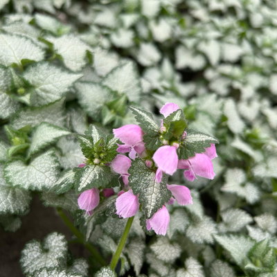 Gefleckte Silber-Taubnessel 'Pink Chablis' Topf-Ø 13 cm, 6 Pflanzen