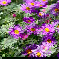 Pflanzenkreation 'Insektenbuffet', bunt, 6 Pflanzen inkl. Erde und Dünger