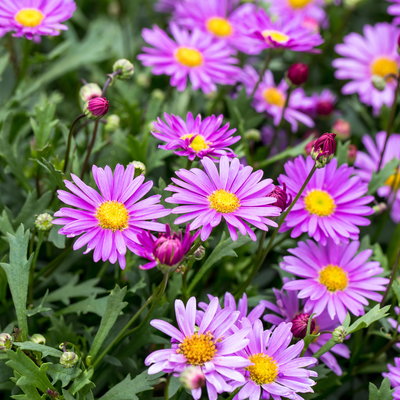 Pflanzenkreation 'Insektenbuffet', bunt, 6 Pflanzen inkl. Erde und Dünger