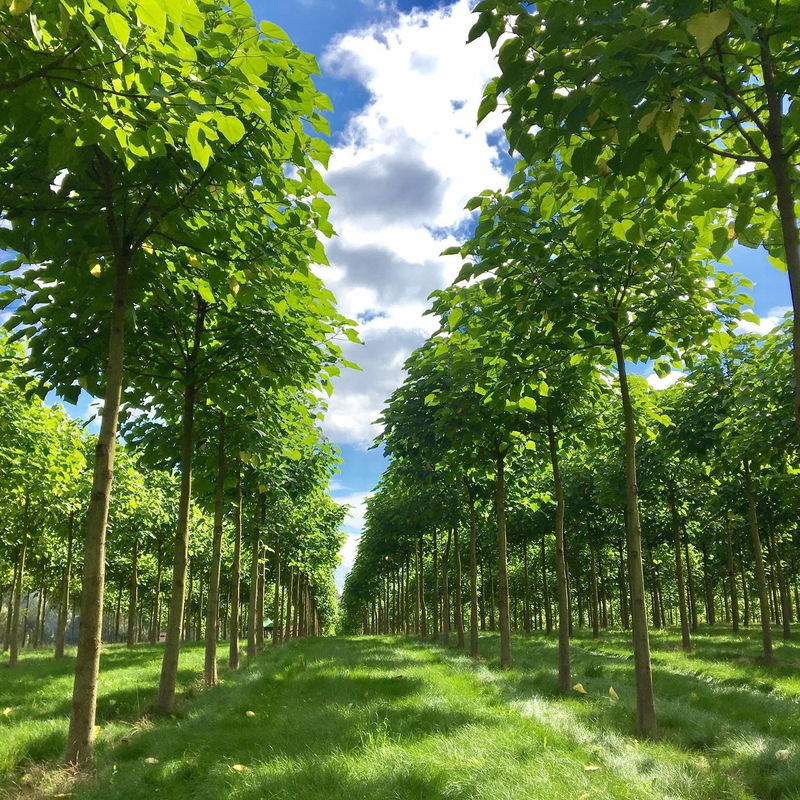 Bio Co2Klimabaum 'NordMax21‘ ®, TopfØ 15 cm kaufen