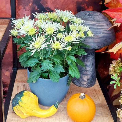 Chrysanthemen Spider Anansi™ White, spinnenblütig, Topf-Ø 14 cm, 4 Pflanzen