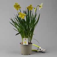 Narzisse 'Cassata' hellgelb, vorgetrieben, Topf-Ø 15 cm, 3 Pflanzen