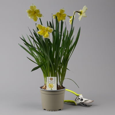 Narzisse 'Cassata' hellgelb, vorgetrieben, Topf-Ø 15 cm, 3 Pflanzen