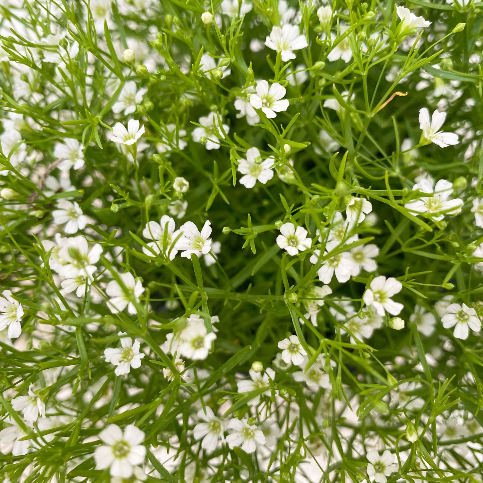 Schleierkraut weiß, Topf-Ø 12/13 cm