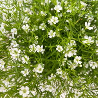 Schleierkraut weiß, Topf-Ø 12/13 cm