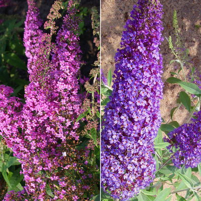 Duo-Schmetterlingsstrauch, Buddleja 'Reve de Papillion'®, blau-pink, Topf 5 lt. Duo-Schmetterlingsstrauch, Buddleja 'Reve de Papillion'®, blau-pink, Topf 5 lt.