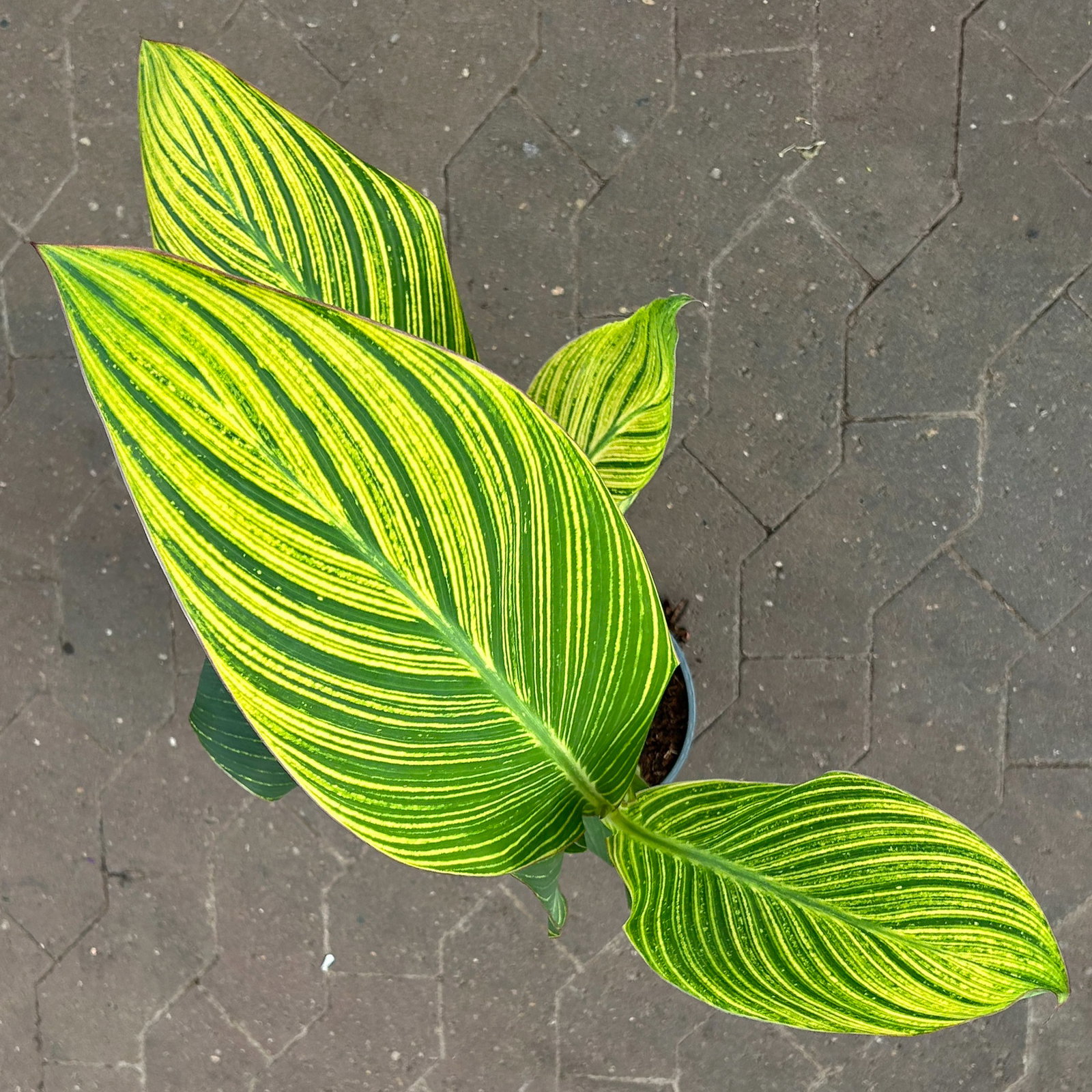 Canna 'Pretoria', Blätter gestreift, Topf-Ø 17 cm, 2 Pflanzen
