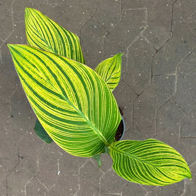 Canna 'Pretoria', Blätter gestreift, Topf-Ø 17 cm, 2 Pflanzen