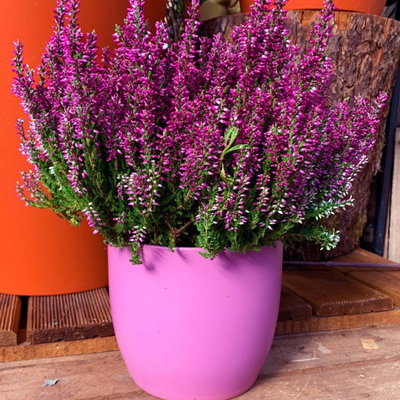 Knospenheide, lila, Topf-Ø 12 cm, 6 Pflanzen Knospenheide, lila, Topf-Ø 12 cm, 6 Pflanzen