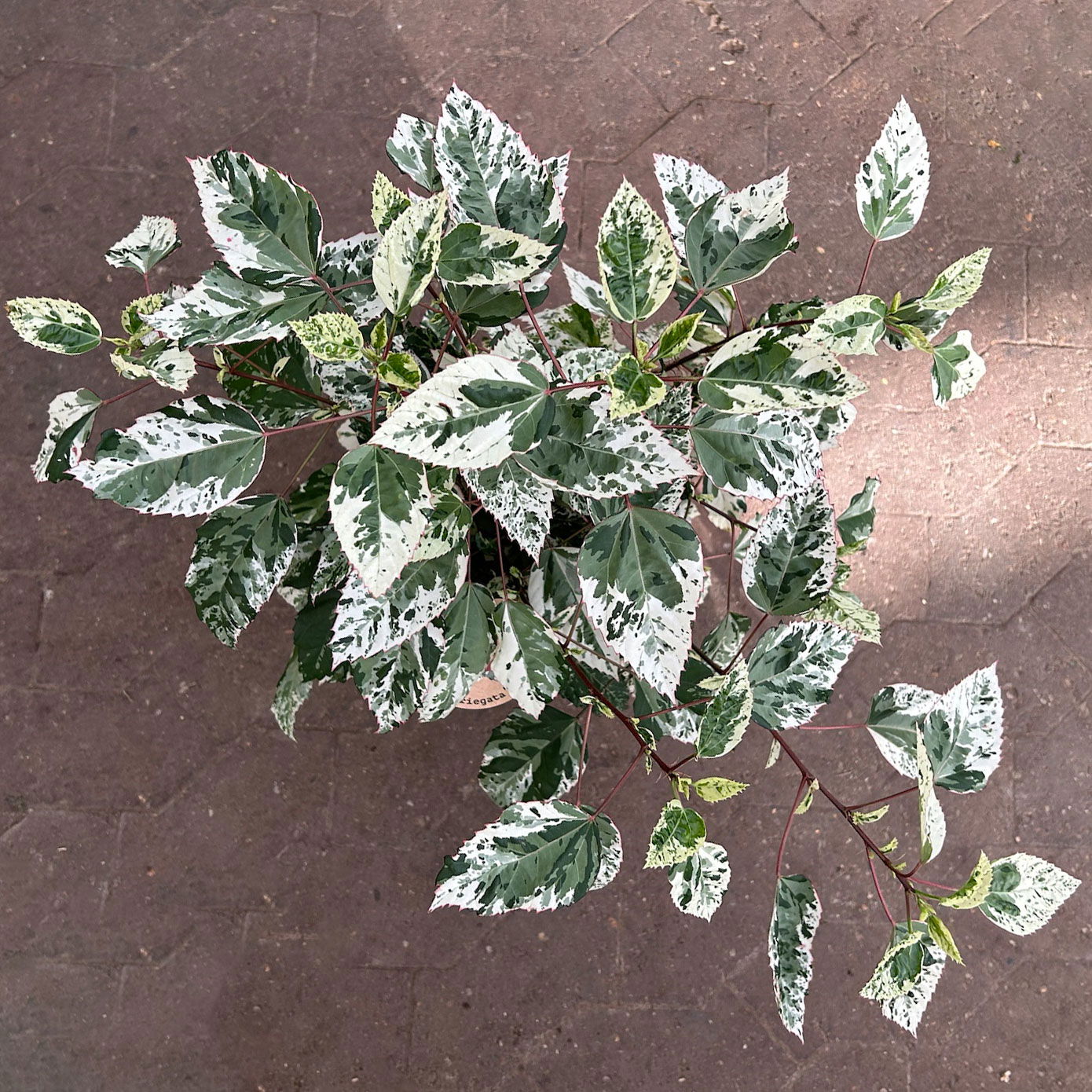 Hibiskus 'Variegata' rot, Busch, Topf-Ø 19 cm, Höhe ca. 50 cm