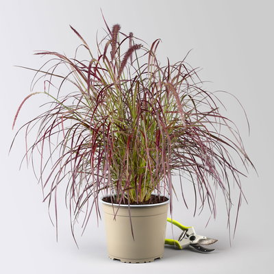 Lampenputzergras 'Fireworks', bunt, Topf-Ø 19 cm, 2 Pflanzen