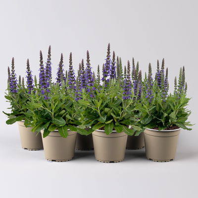 Steppensalbei  'Sensation Deep Blue®' blau, Topf-Ø 12 cm, 6er-Set