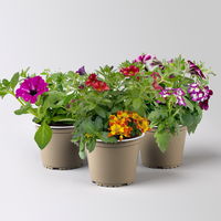 Sommerblumen-Mix, nach Verfügbarkeit, Topf-Ø 13 cm, 3 Pflanzen