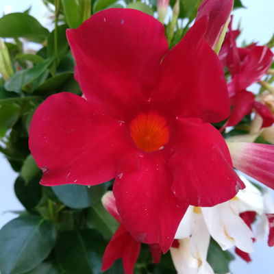 Dipladenie 'Trio' bunt, Doppelbogen, TopfØ 17cm,  Höhe ca. 70cm