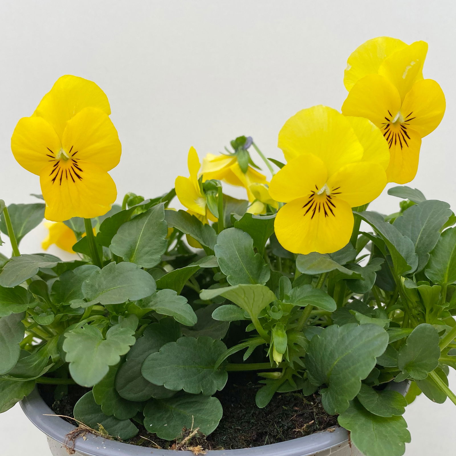 Hornveilchen, Farben zufällig Topf-Ø 12 cm, 6 Pflanzen
