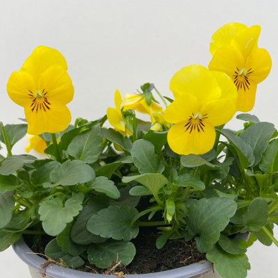 Hornveilchen, Farben zufällig, Topf-Ø 12 cm, 6 Pflanzen