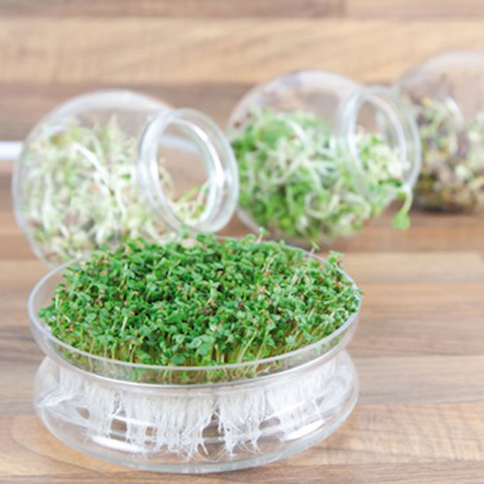 BIOSprossen Rukola mit Schale online kaufen PflanzenKölle