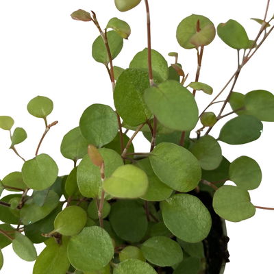 Mühlenbeckia, Mini, Topf-Ø 6 cm, 12 Pflanzen Mühlenbeckia, Mini, Topf-Ø 6 cm, 12 Pflanzen