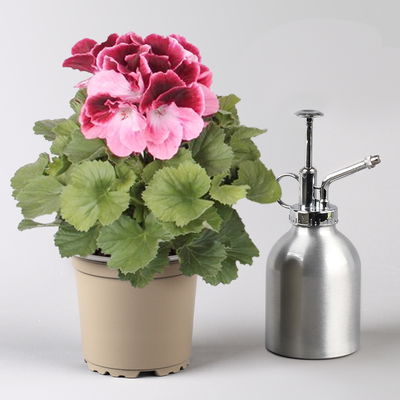 Edelgeranie Bella Donna® 'Don Camaro®', dunkelrot-pink, Topf-Ø 12 cm, 6 Pflanzen