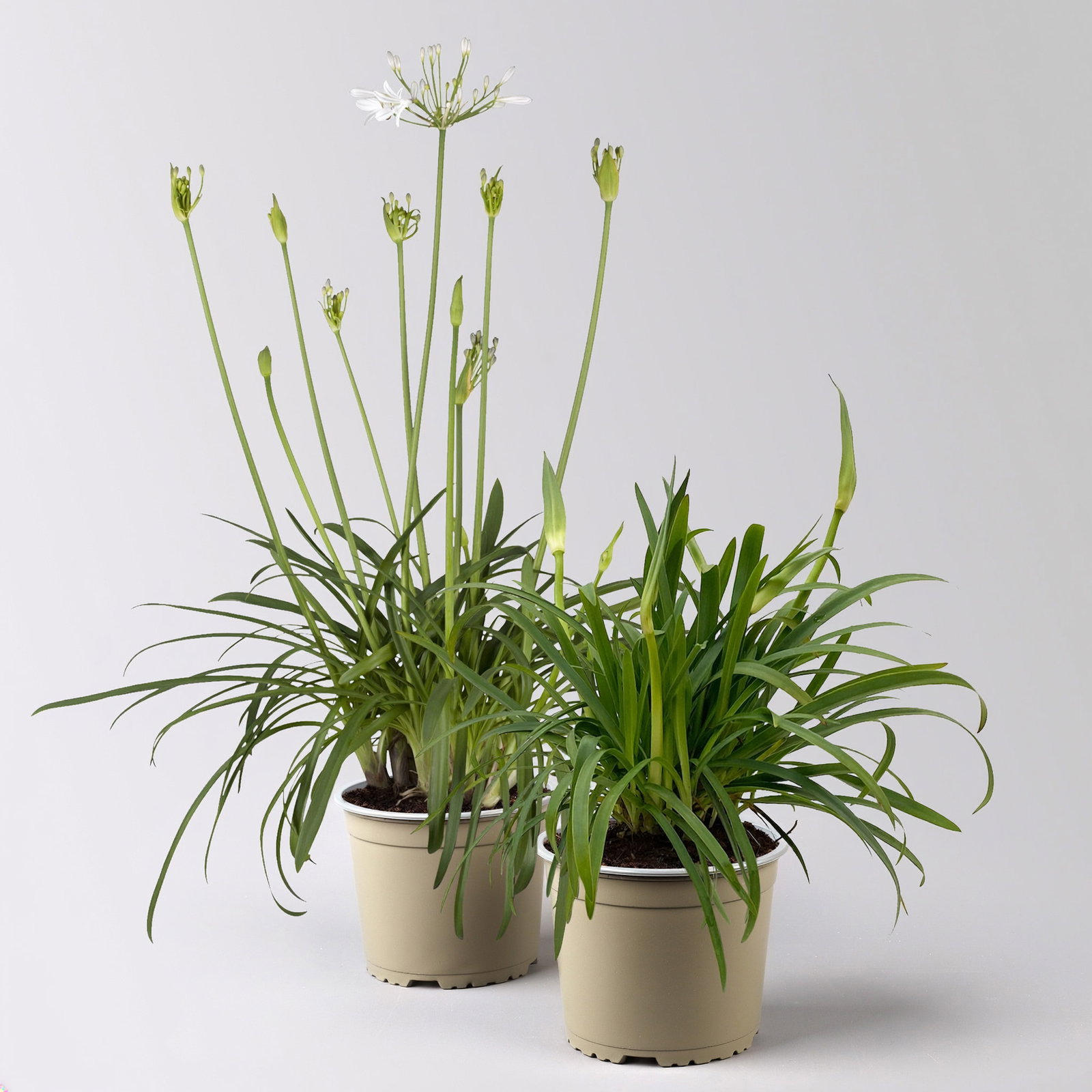 Agapanthus 'Summer Love™', weiß, Topf-Ø 17 cm, 2 Pflanzen