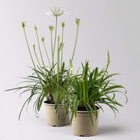 Agapanthus 'Summer Love™', weiß, Topf-Ø 17 cm, 2 Pflanzen