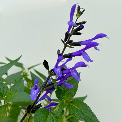 Ziersalbei 'Lake Blueberry', blau, Topf-Ø 19 cm, 2 Pflanzen Ziersalbei 'Lake Blueberry', blau, Topf-Ø 19 cm, 2 Pflanzen