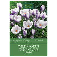 Botanische Krokusse 'Prins Claus', violett, weiß, Größe 5/7, 20 Blumenzwiebeln