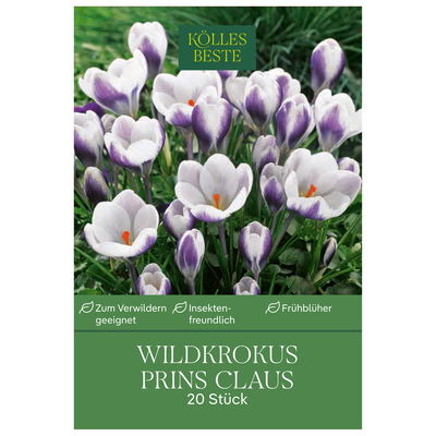 Botanische Krokusse 'Prins Claus', violett, weiß, Größe 5/7, 20 Blumenzwiebeln Botanische Krokusse 'Prins Claus', violett, weiß, Größe 5/7, 20 Blumenzwiebeln