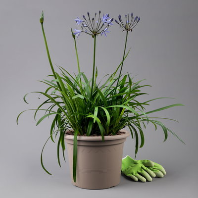 Agapanthus 'Summer Love™ Blue®' blau, Topf-Ø 24 cm Agapanthus 'Summer Love™ Blue®' blau, Topf-Ø 24 cm