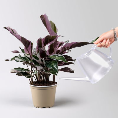 Calathea 'Fusion White', Topf-Ø 14 cm, Höhe ca. 30 cm, 2 Pflanzen Calathea 'Fusion White', Topf-Ø 14 cm, Höhe ca. 30 cm, 2 Pflanzen