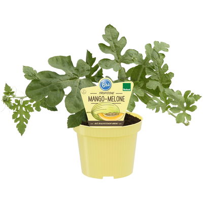 Blu Bio Mangomelone F1, Topf-Ø 12 cm, 3er Set Blu Bio Mangomelone F1, Topf-Ø 12 cm, 3er Set
