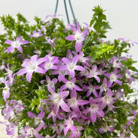 Hängepolster-Glockenblume 'Adansa® Pink', rosa, Ampeltopf-Ø 19 cm