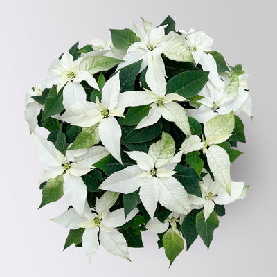 Bio Herbsttern, Euphorbia 'Princettia®', weiß, Topf-Ø 17 cm