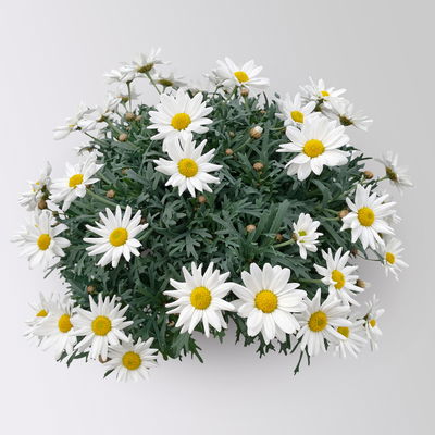 Margerite 'Stella', weiß, Stamm, Topf-Ø 25 cm Margerite 'Stella', weiß, Stamm, Topf-Ø 25 cm