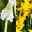 Traubenhyazinthe & Narzisse weiß & gelb, vorgetrieben, Topf-Ø 12cm, 6er-Set