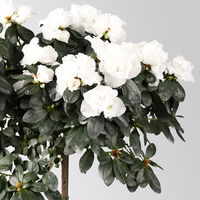 Azalee, Stämmchen, Farbe zufällig, gefüllt, Topf-Ø 19 cm, Höhe ca. 65 cm