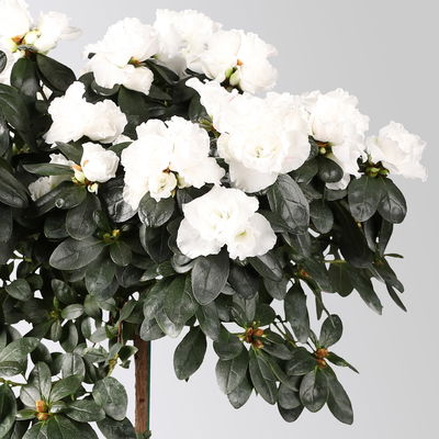 Azalee, Stämmchen, Farbe zufällig, gefüllt, Topf-Ø 19 cm, Höhe ca. 65 cm Azalee, Stämmchen, Farbe zufällig, gefüllt, Topf-Ø 19 cm, Höhe ca. 65 cm